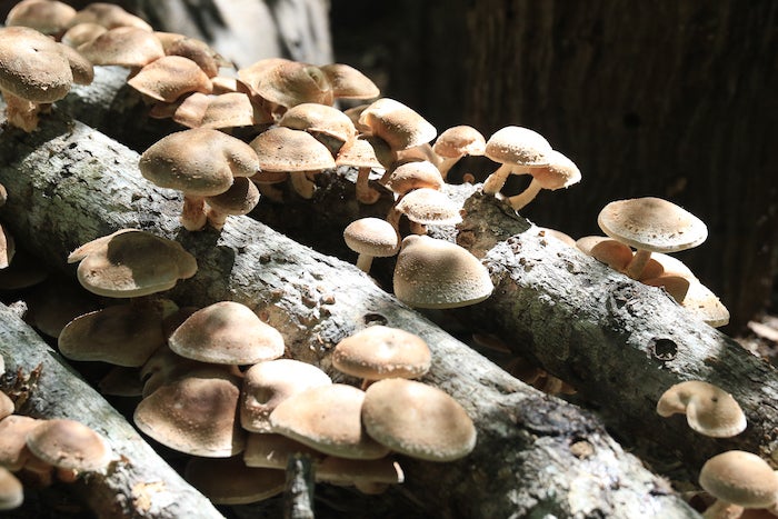 Find out how the Crowthers have mastered mushrooms in Montevallo