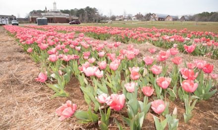 The 2nd Annual Festival of Tulips at the American Village