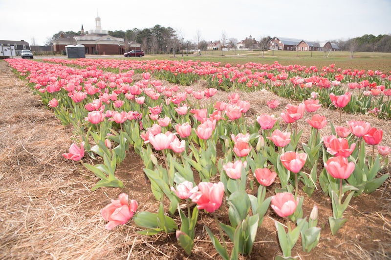The 2nd Annual Festival of Tulips at the American Village